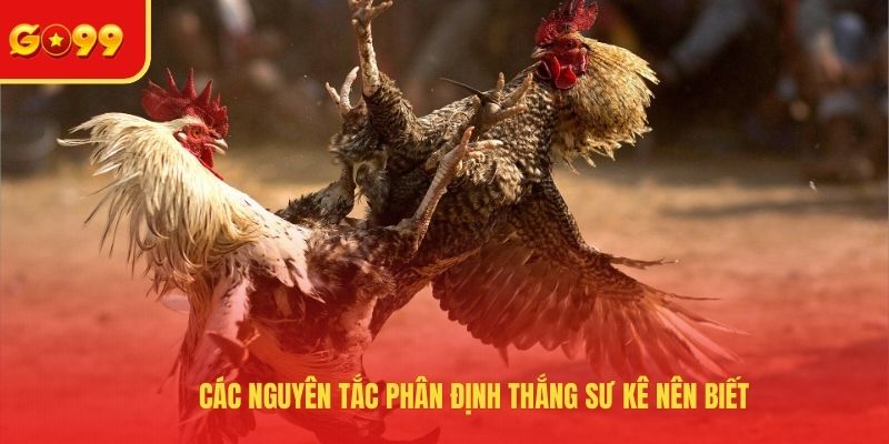 Đá Gà Thomo Hôm Nay Và Kênh Xem Các Cuộc Chiến Máu Lửa