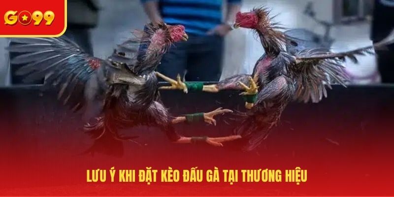 Cách Đặt Kèo Đá Gà Trực Tuyến - Thao Tác Cơ Bản Tại GO99