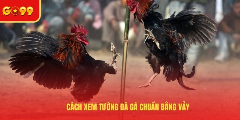 Cách Xem Tướng Đá Gà - Bật Mí Các Tips Nhận Biết Chiến Kê