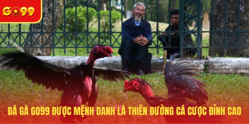 Đá Gà GO99 - Cuồng Nhiệt Tại Đấu Trường Sôi Động Nhất Hành Tinh