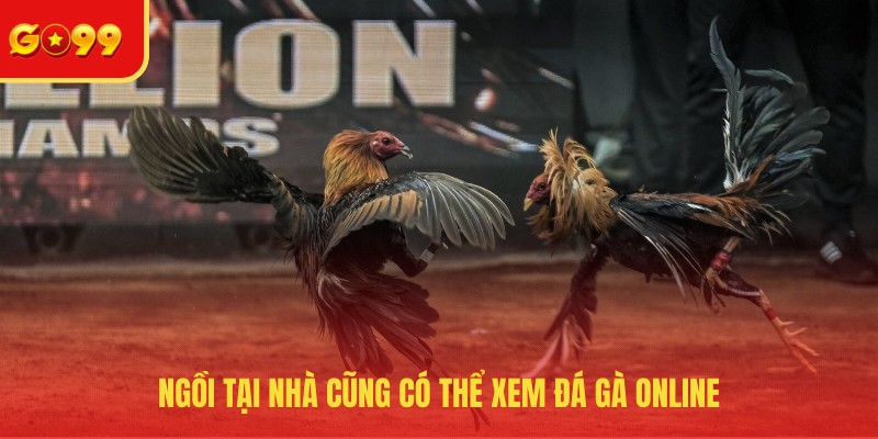 Đá Gà GO99 - Cuồng Nhiệt Tại Đấu Trường Sôi Động Nhất Hành Tinh