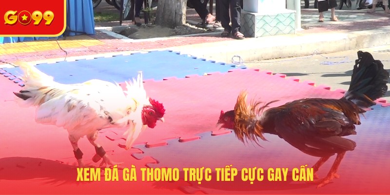 Đá Gà GO99 - Cuồng Nhiệt Tại Đấu Trường Sôi Động Nhất Hành Tinh