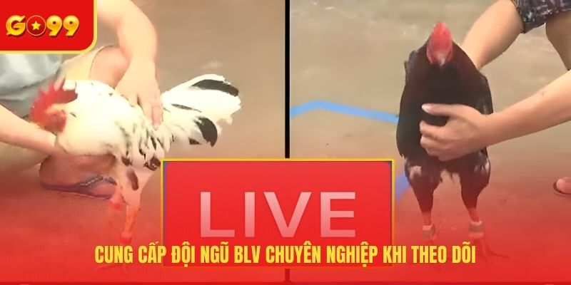 Trải Nghiệm Đá Gà Trực Tiếp Bình Luận Viên Hôm Nay Tại GO99