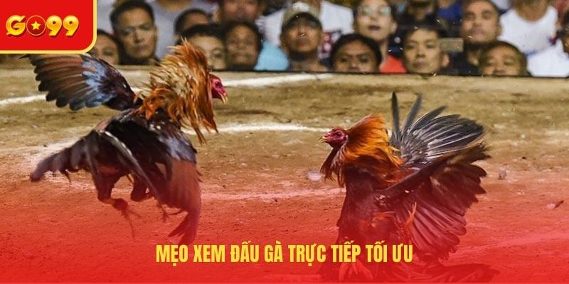 Trải Nghiệm Đá Gà Trực Tiếp Bình Luận Viên Hôm Nay Tại GO99