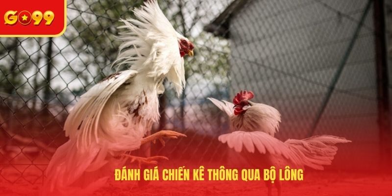 Cách Xem Tướng Đá Gà - Bật Mí Các Tips Nhận Biết Chiến Kê