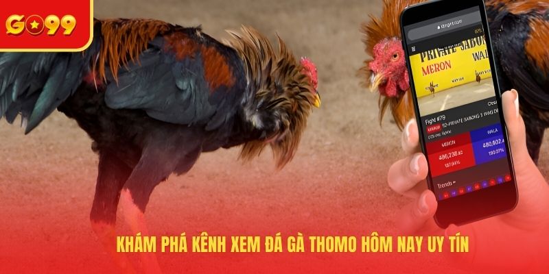 Đá Gà Thomo Hôm Nay Và Kênh Xem Các Cuộc Chiến Máu Lửa