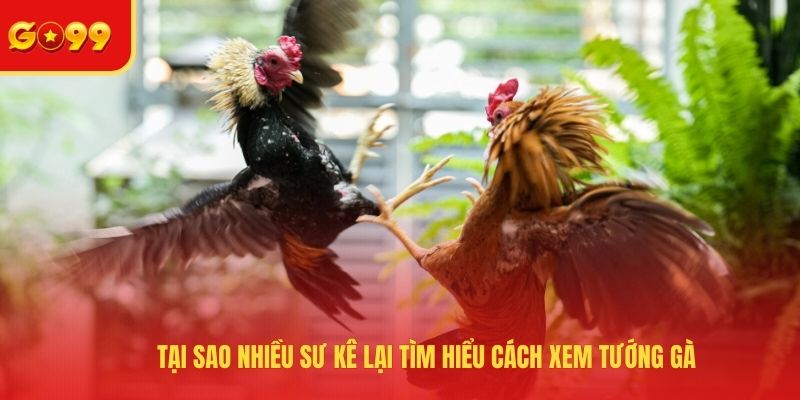 Cách Xem Tướng Đá Gà - Bật Mí Các Tips Nhận Biết Chiến Kê