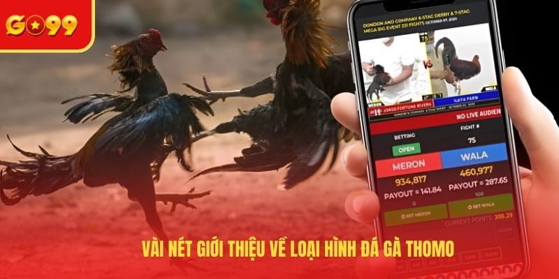 Đá Gà Thomo Hôm Nay Và Kênh Xem Các Cuộc Chiến Máu Lửa