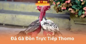 Đá Gà Nohu90 – Sảnh Cá Cược Hấp Dẫn Nhất Cho Tín Đồ Gà Chiến