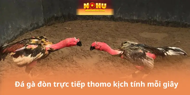 Đá Gà Nohu90 – Sảnh Cá Cược Hấp Dẫn Nhất Cho Tín Đồ Gà Chiến