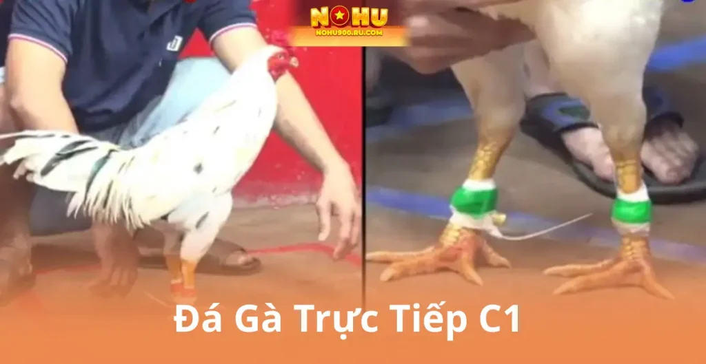Đá Gà Trực Tiếp C1 – Cá Cược Uy Tín, Phần Thưởng Hấp Dẫn