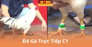 Đá Gà Nohu90 – Sảnh Cá Cược Hấp Dẫn Nhất Cho Tín Đồ Gà Chiến