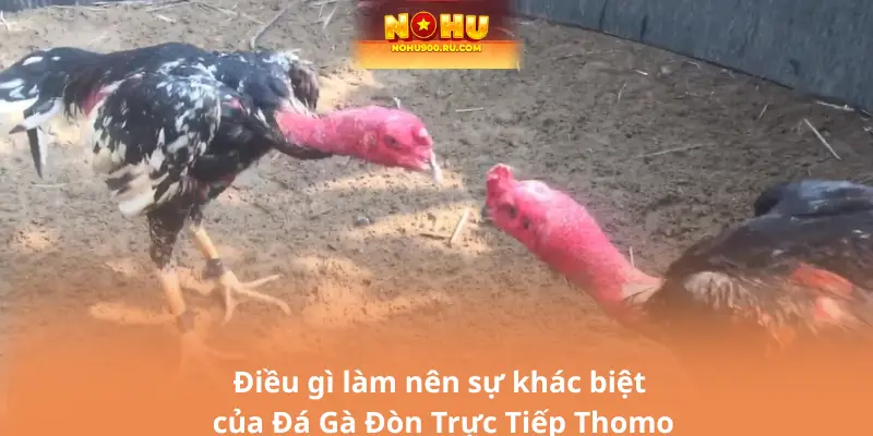 Đá Gà Đòn Trực Tiếp Thomo - Sân Chơi Uy Tín Hàng Đầu Đông Nam Á