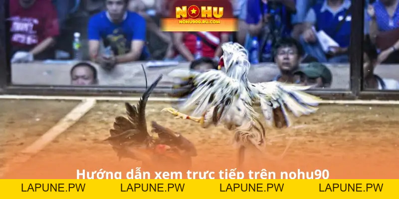 Đá Gà Siêu Cúp C3 – Trực Tiếp Những Pha Đấu Kinh Điển