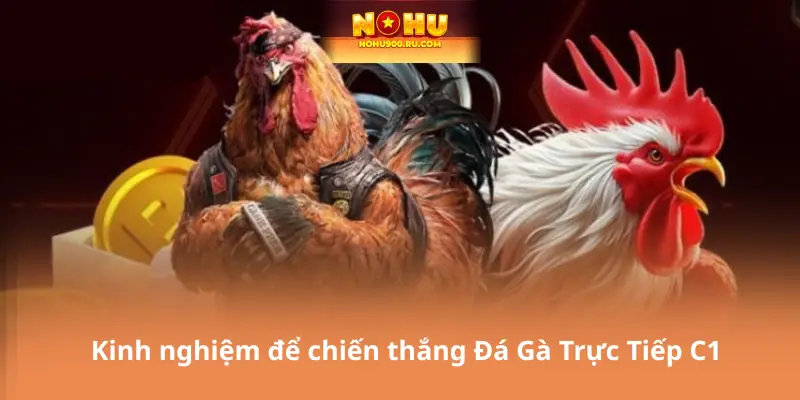 Đá Gà Trực Tiếp C1 – Cá Cược Uy Tín, Phần Thưởng Hấp Dẫn