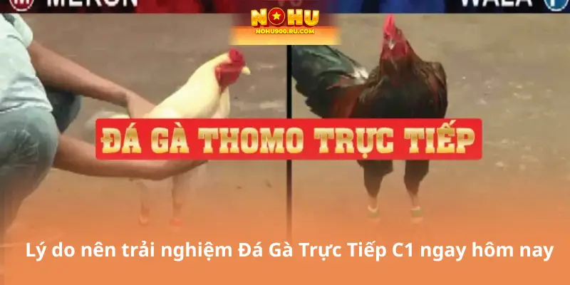 Đá Gà Trực Tiếp C1 – Cá Cược Uy Tín, Phần Thưởng Hấp Dẫn