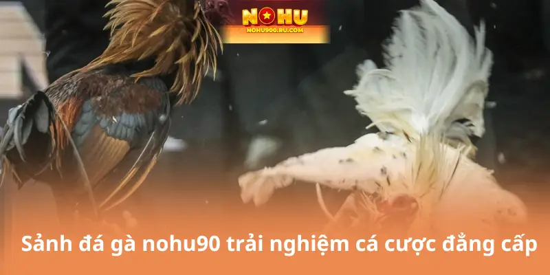 Đá Gà Nohu90 – Sảnh Cá Cược Hấp Dẫn Nhất Cho Tín Đồ Gà Chiến